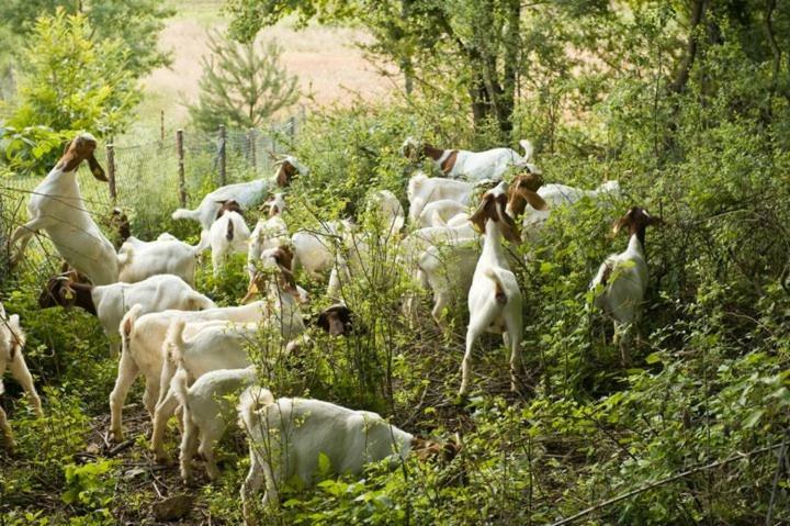 Tourist Farm Mali Raj Villa Dolány Kültér fotó